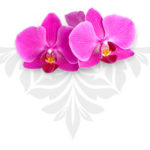 orchidee_separator spa cap d'agde